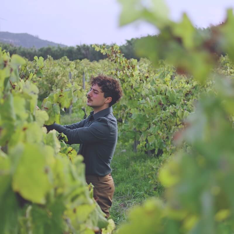 vineyard-specialist-checking-grape-bush-inspecting